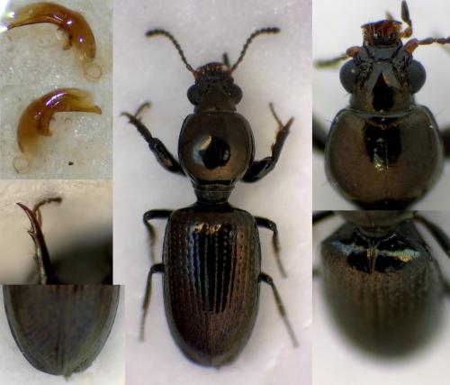 Dyschirius punctatus